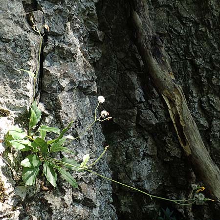 Hieracium oxyodon / Acute-Toothed Hawkweed, D Eningen unter Achalm 27.6.2018