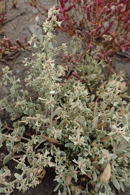 Halimione pedunculata \ Stielfrchtige Salzmelde / Pedunculate Sea Purslane, D Sachsen-Anhalt, Sülzetal-Sülldorf 27.9.2020