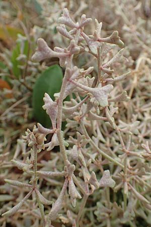 Halimione pedunculata \ Stielfrchtige Salzmelde / Pedunculate Sea Purslane, D Sachsen-Anhalt, Sülzetal-Sülldorf 27.9.2020