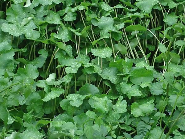 Hydrocotyle ranunculoides \ Hahnenfu-Wassernabel, Groer Wassernabel / Floating Marsh Pennywort, D Weeze 29.7.2023