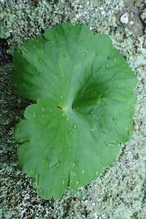 Hydrocotyle ranunculoides \ Hahnenfu-Wassernabel, Groer Wassernabel / Floating Marsh Pennywort, D Weeze 29.7.2023