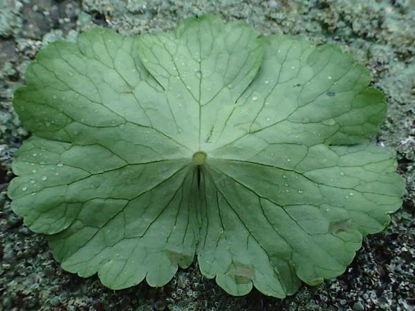 Hydrocotyle ranunculoides \ Hahnenfu-Wassernabel, Groer Wassernabel / Floating Marsh Pennywort, D Weeze 29.7.2023