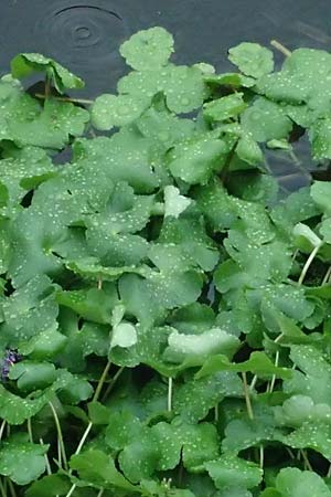Hydrocotyle ranunculoides \ Hahnenfu-Wassernabel, Groer Wassernabel / Floating Marsh Pennywort, D Weeze 29.7.2023