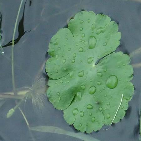 Hydrocotyle ranunculoides \ Hahnenfu-Wassernabel, Groer Wassernabel / Floating Marsh Pennywort, D Weeze 29.7.2023