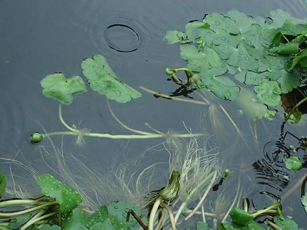 Hydrocotyle ranunculoides \ Hahnenfu-Wassernabel, Groer Wassernabel / Floating Marsh Pennywort, D Weeze 29.7.2023