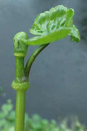 Hydrocotyle ranunculoides \ Hahnenfu-Wassernabel, Groer Wassernabel / Floating Marsh Pennywort, D Weeze 29.7.2023
