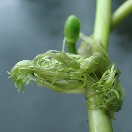 Hydrocotyle ranunculoides \ Hahnenfu-Wassernabel, Groer Wassernabel / Floating Marsh Pennywort, D Weeze 29.7.2023