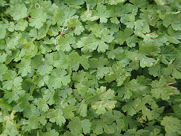 Hydrocotyle sibthorpioides / Dwarf Pennywort, Lawn Marsh Pennywort, D Mannheim 8.9.2024