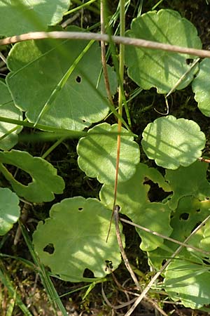 Hydrocotyle vulgaris / Marsh Pennywort, D Hövelhof 23.8.2018