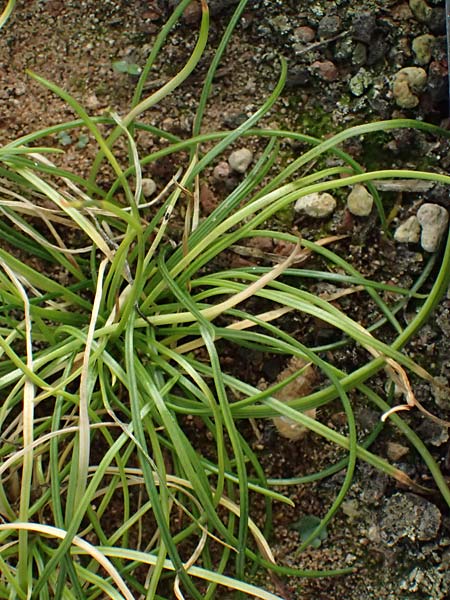 Isoetes durieui \ Igelsporiges Brachsenkraut, Durieu-Brachsenkraut / Durieu Quillwort, D  20.5.2023