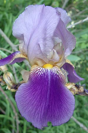 Iris neglecta \ Hornemanns Schwertlilie / Horneman's Iris, D Weinheim an der Bergstraße 28.5.2017