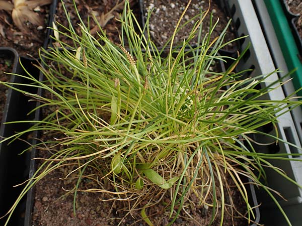 Isoetes histrix \ Stacheliges Brachsenkraut, Land-Brachsenkraut / Land Quillwort, D  20.5.2023