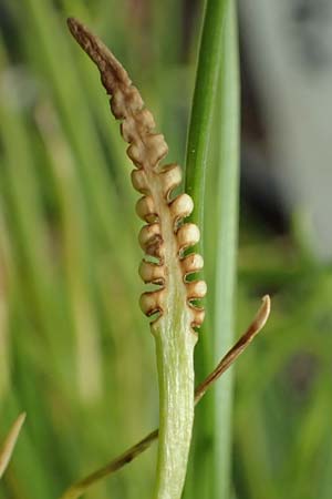 Isoetes histrix \ Stacheliges Brachsenkraut, Land-Brachsenkraut / Land Quillwort, D  20.5.2023