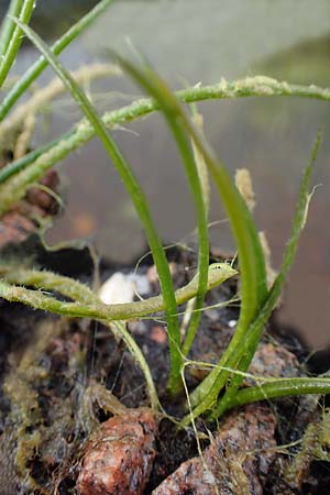 Isoetes lacustris \ Gewhnliches Brachsenkraut, See-Brachsenkraut / Lake Quillwort, D Titisee 17.5.2013