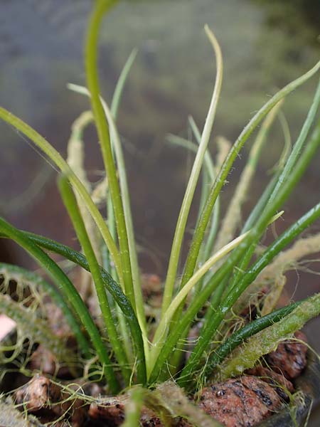 Isoetes lacustris \ Gewhnliches Brachsenkraut, See-Brachsenkraut / Lake Quillwort, D Titisee 17.5.2013