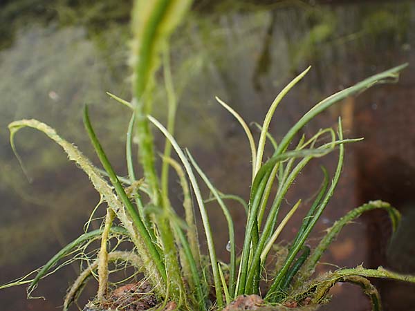 Isoetes lacustris \ Gewhnliches Brachsenkraut, See-Brachsenkraut / Lake Quillwort, D Titisee 17.5.2013
