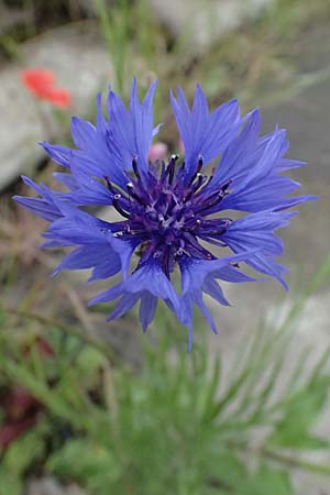 Centaurea cyanus \ Kornblume / Cornflower, D Mannheim 16.5.2026