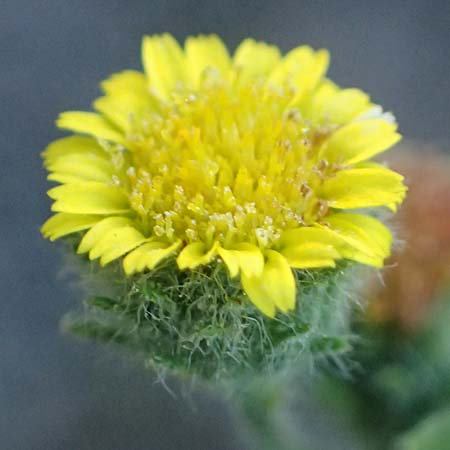 Pulicaria vulgaris \ Kleines Flohkraut / Small Fleabane, D Lampertheim 10.9.2026