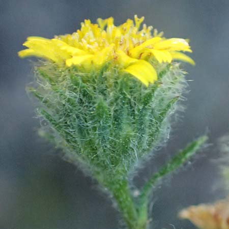 Pulicaria vulgaris \ Kleines Flohkraut / Small Fleabane, D Lampertheim 10.9.2026