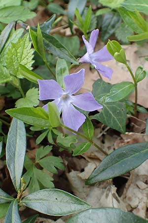 Vinca minor \ Kleines Immergrn / Lesser Periwinkle, D Kraichgau, Malsch 8.4.2016