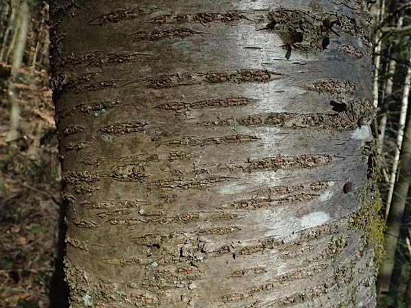 Prunus avium subsp. avium \ Vogel-Kirsche, Wild-Kirsche, D Odenwald, Ursenbach 2.3.2025