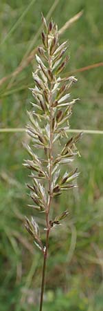 Koeleria macrantha \ Zierliches Schillergras, Steppen-Kammschmiele, D Grünstadt-Asselheim 25.5.2020