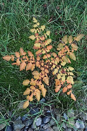 Koelreuteria paniculata \ Rispiger Blasenbaum, Blasen-Esche / Golden Rain Tree, D Mannheim 3.11.2025