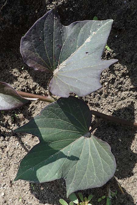 Ipomoea batatas agg. \ S&uuml;&szlig;-Kartoffel, Knollenwinde / Sweet Potato, D Weisenheim am Sand 26.8.2021