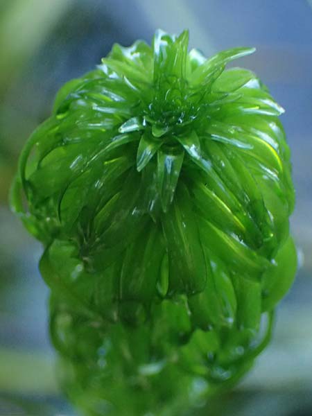 Lagarosiphon major \ Krause Afrikanische Wasserpest, Schmalrohr / African Curly-Leaved Waterweed, D Frankfurt 1.6.2026