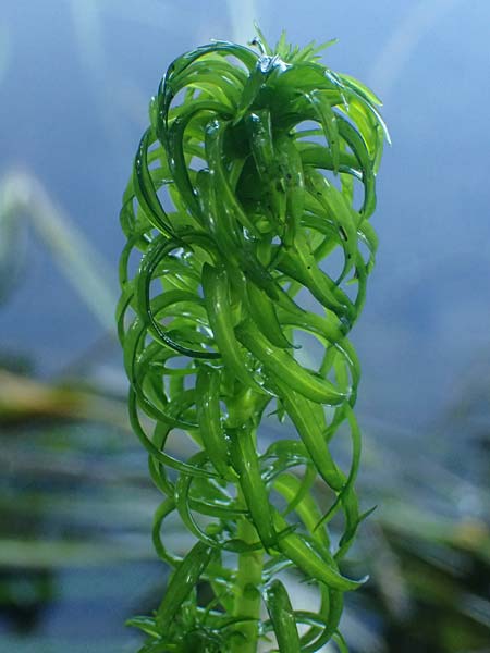 Lagarosiphon major \ Krause Afrikanische Wasserpest, Schmalrohr / African Curly-Leaved Waterweed, D Frankfurt 1.6.2026