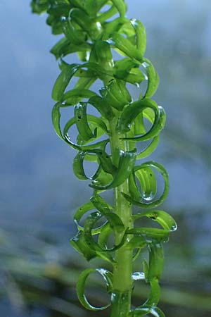 Lagarosiphon major \ Krause Afrikanische Wasserpest, Schmalrohr / African Curly-Leaved Waterweed, D Frankfurt 1.6.2026