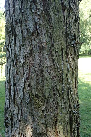 Larix kaempferi \ Japanische Lrche, D Stuttgart-Hohenheim 19.7.2018