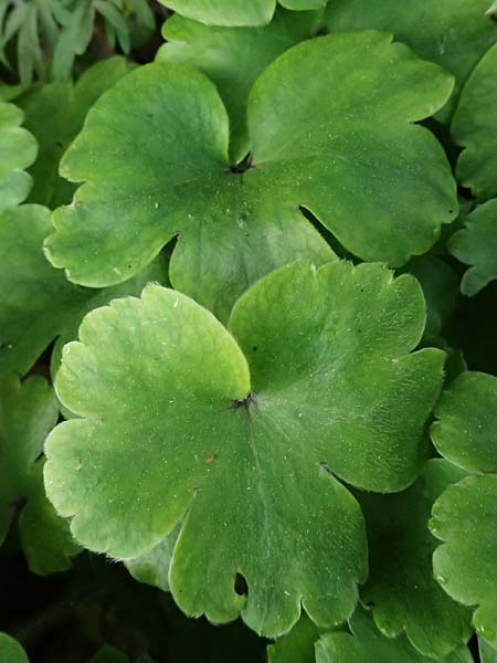 Hepatica transsilvanica \ Siebenbrger Leberblmchen, D  8.4.2024