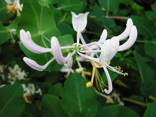 Lonicera caprifolium \ Garten-Gei�blatt, Echtes Gei�blatt / Italian Honeysuckle, D Wurmlingen 3.6.2015