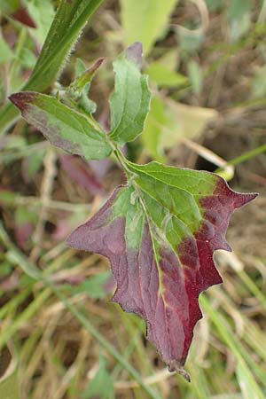 Lapsana communis subsp. intermedia / Large Nipplewort, D Iserlohn 11.6.2020