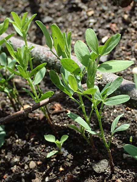 Vicia lens \ Linse, D Botan. Gar.  Universit.  Ulm 26.5.2025