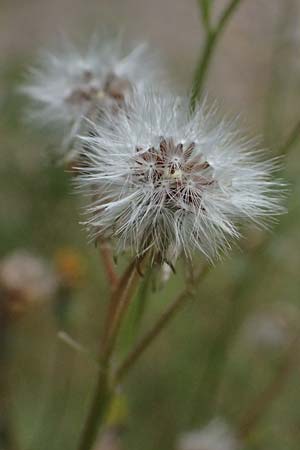 Crepis capillaris / Smooth Hawk's-Beard, D Odenwald, Wilhelmsfeld 20.7.2025