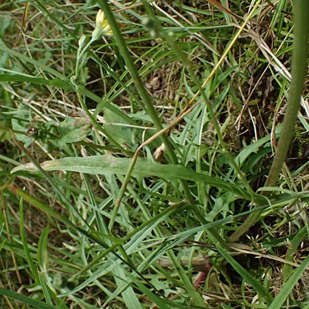 Crepis capillaris / Smooth Hawk's-Beard, D Odenwald, Wilhelmsfeld 20.7.2025