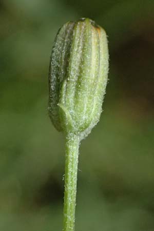 Crepis capillaris / Smooth Hawk's-Beard, D Odenwald, Wilhelmsfeld 20.7.2025