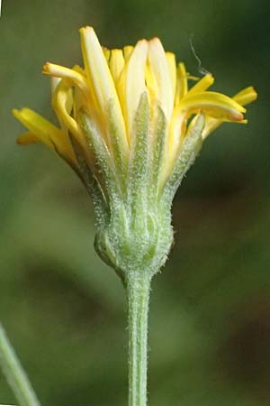 Crepis capillaris / Smooth Hawk's-Beard, D Odenwald, Wilhelmsfeld 20.7.2025