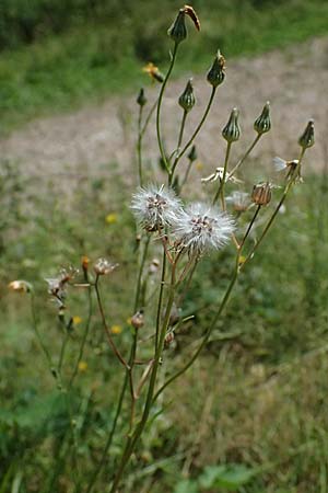 Crepis capillaris / Smooth Hawk's-Beard, D Odenwald, Wilhelmsfeld 20.7.2025