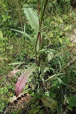 Crepis capillaris / Smooth Hawk's-Beard, D Odenwald, Wilhelmsfeld 20.7.2025