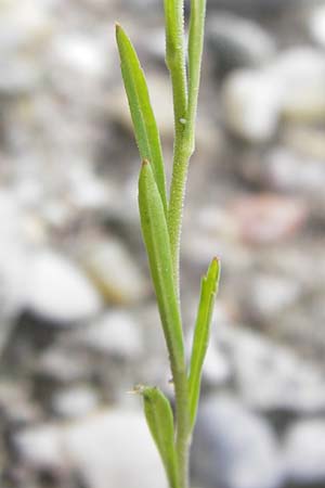 Lepidium densiflorum \ Dichtbl�tige Kresse / Common Pepperweed, D Ludwigshafen 10.6.2013