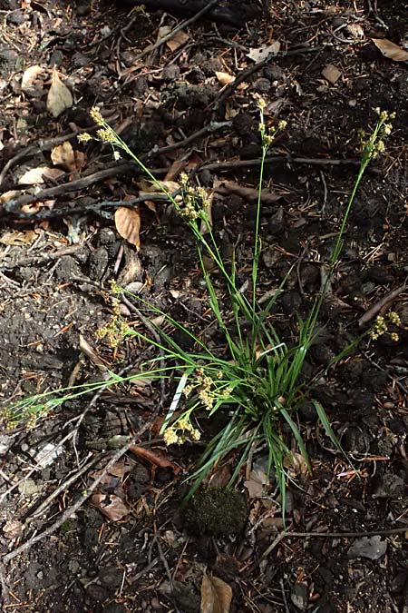 Luzula divulgata \ Trockenwald-Hainsimse, Schlanke Feld-Hainsimse / Slender Wood-Rush, D Zwingenberg an der Bergstra&szlig;e 4.5.2025