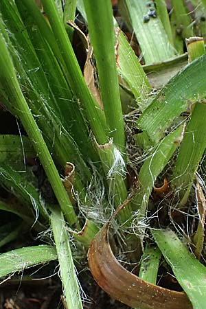 Luzula divulgata \ Trockenwald-Hainsimse, Schlanke Feld-Hainsimse / Slender Wood-Rush, D Zwingenberg an der Bergstra&szlig;e 4.5.2025