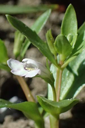 Lindernia dubia \ Amerikanisches B�chsenkraut, Gro�es B�chsenkraut / Yellowseed False Pimpernel, D Altrip 6.8.2026