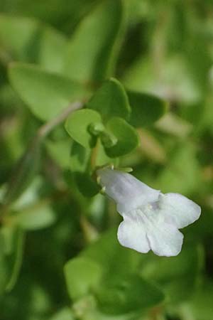 Lindernia dubia \ Amerikanisches B�chsenkraut, Gro�es B�chsenkraut / Yellowseed False Pimpernel, D Altrip 6.8.2026