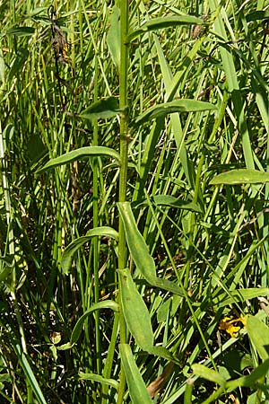 Linum flavum \ Gelber Lein, D Blaubeuren 10.7.2015