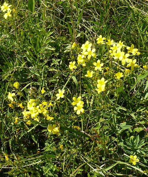 Linum flavum \ Gelber Lein, D Blaubeuren 10.7.2015