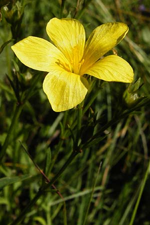 Linum flavum \ Gelber Lein, D Blaubeuren 10.7.2015